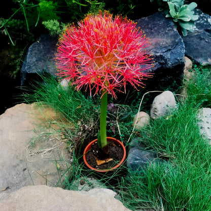  African Blood Lily (Bulbs)