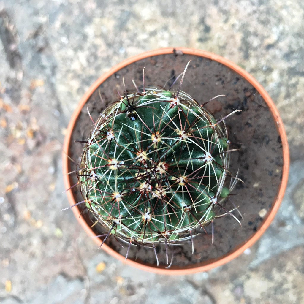  Thelocactus Setispinus Miniature Barrel Cactus Plant