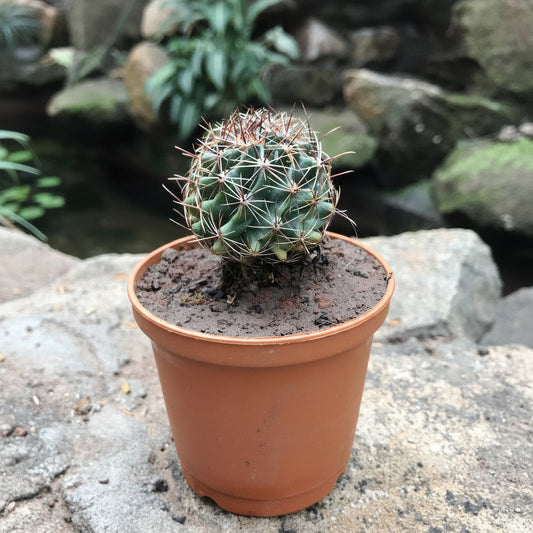  Thelocactus Setispinus Miniature Barrel Cactus Plant