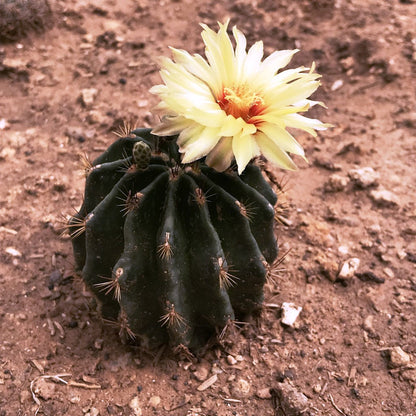  Thelocactus Setispinus Miniature Barrel Cactus Plant