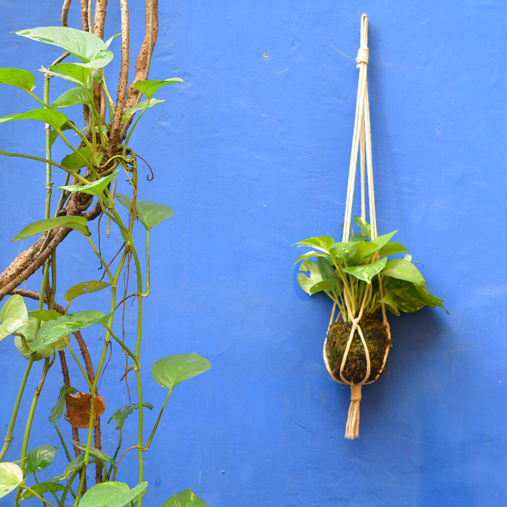  Kokedama Moss Ball Hanging Pothos Plant
