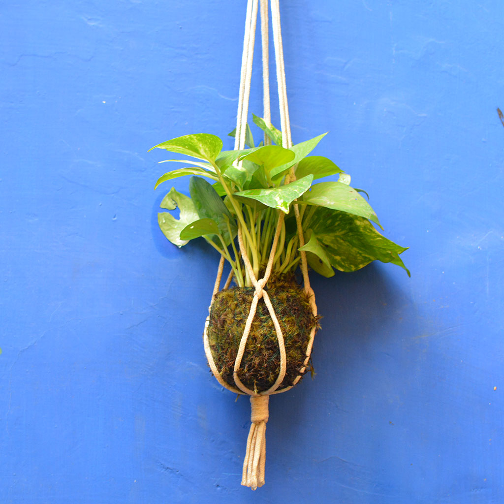  Kokedama Moss Ball Hanging Pothos Plant