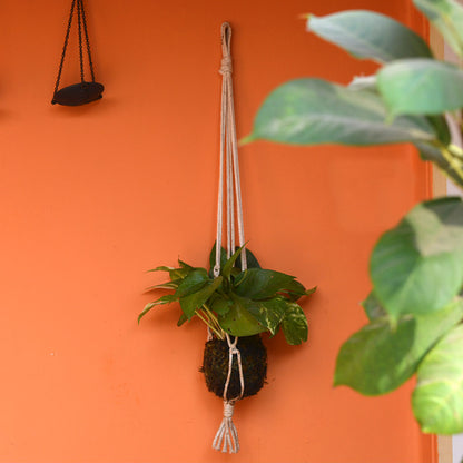  Kokedama Moss Ball Hanging Pothos Plant