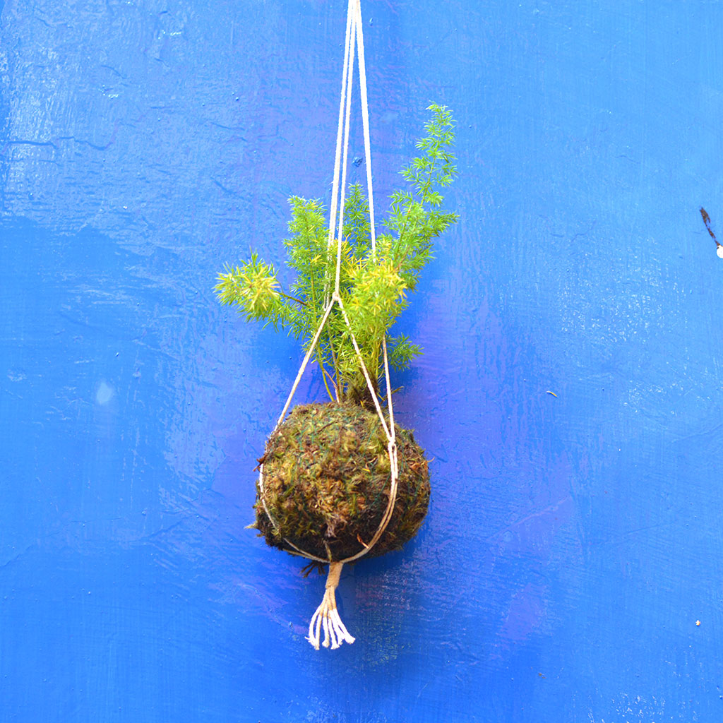  Kokedama Moss Ball Hanging Foxtail Fern Plant