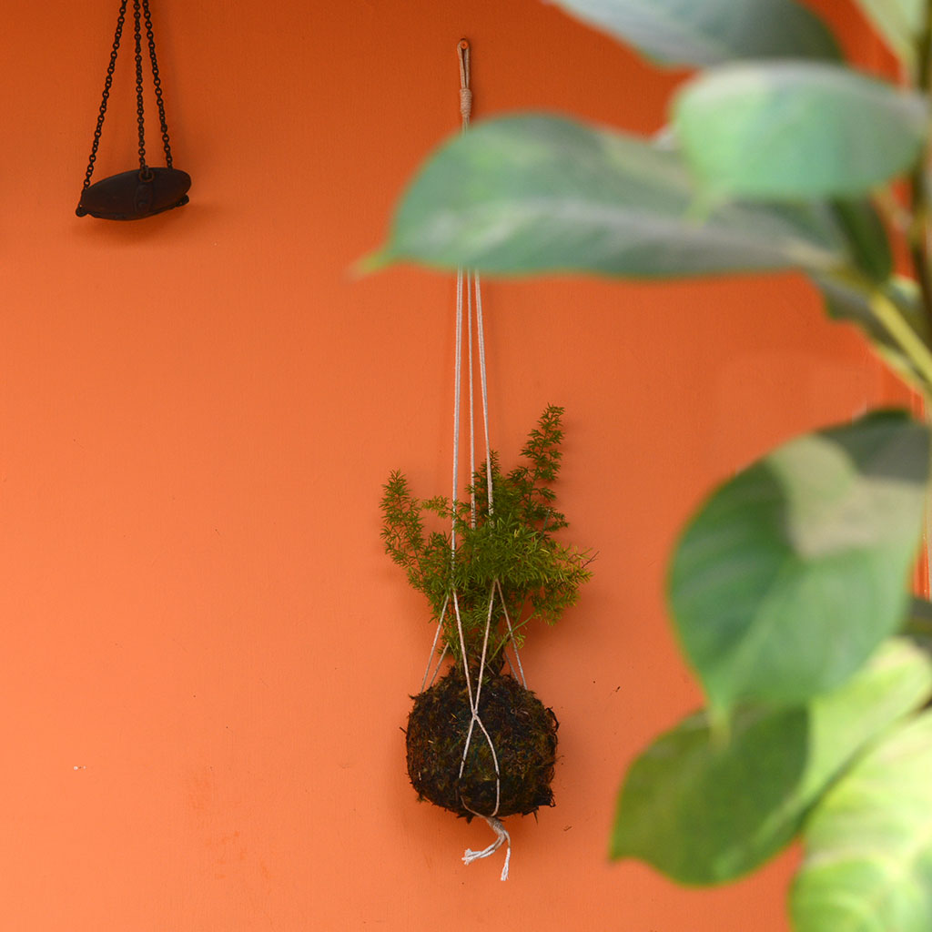  Kokedama Moss Ball Hanging Foxtail Fern Plant