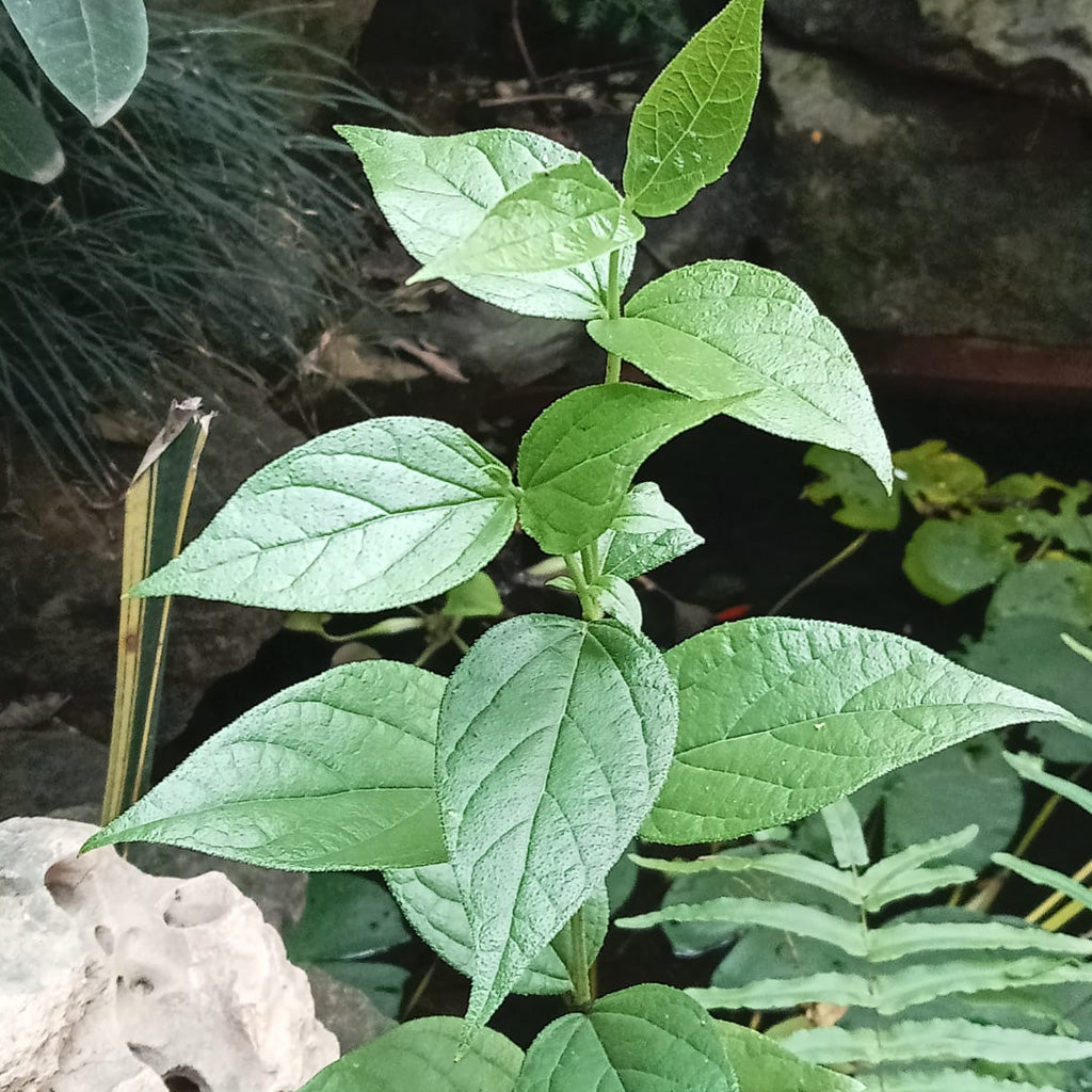  Harshringar Parijat Plant
