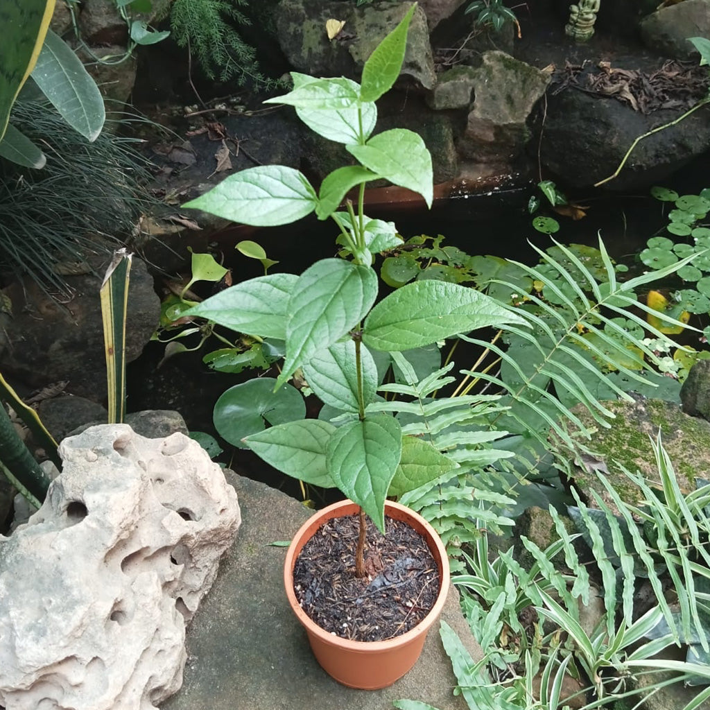  Harshringar Parijat Plant