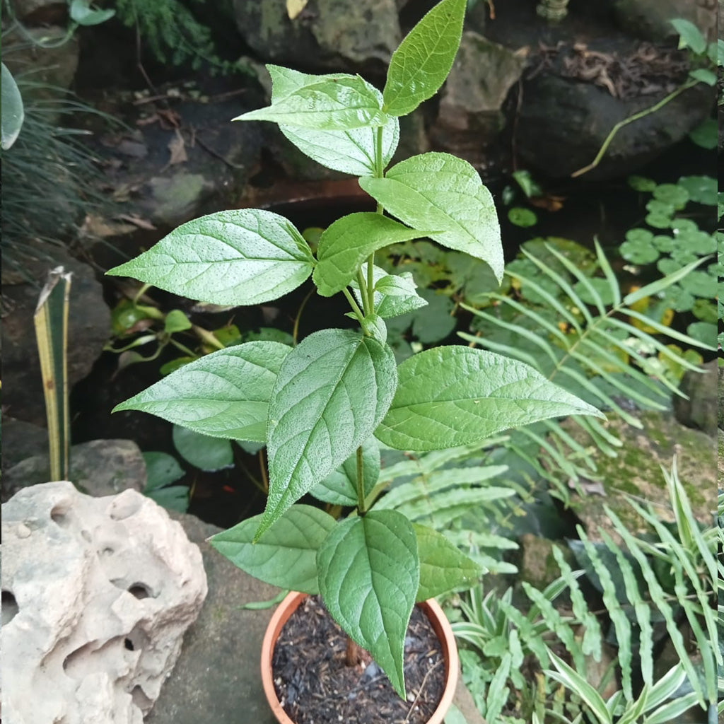  Harshringar Parijat Plant