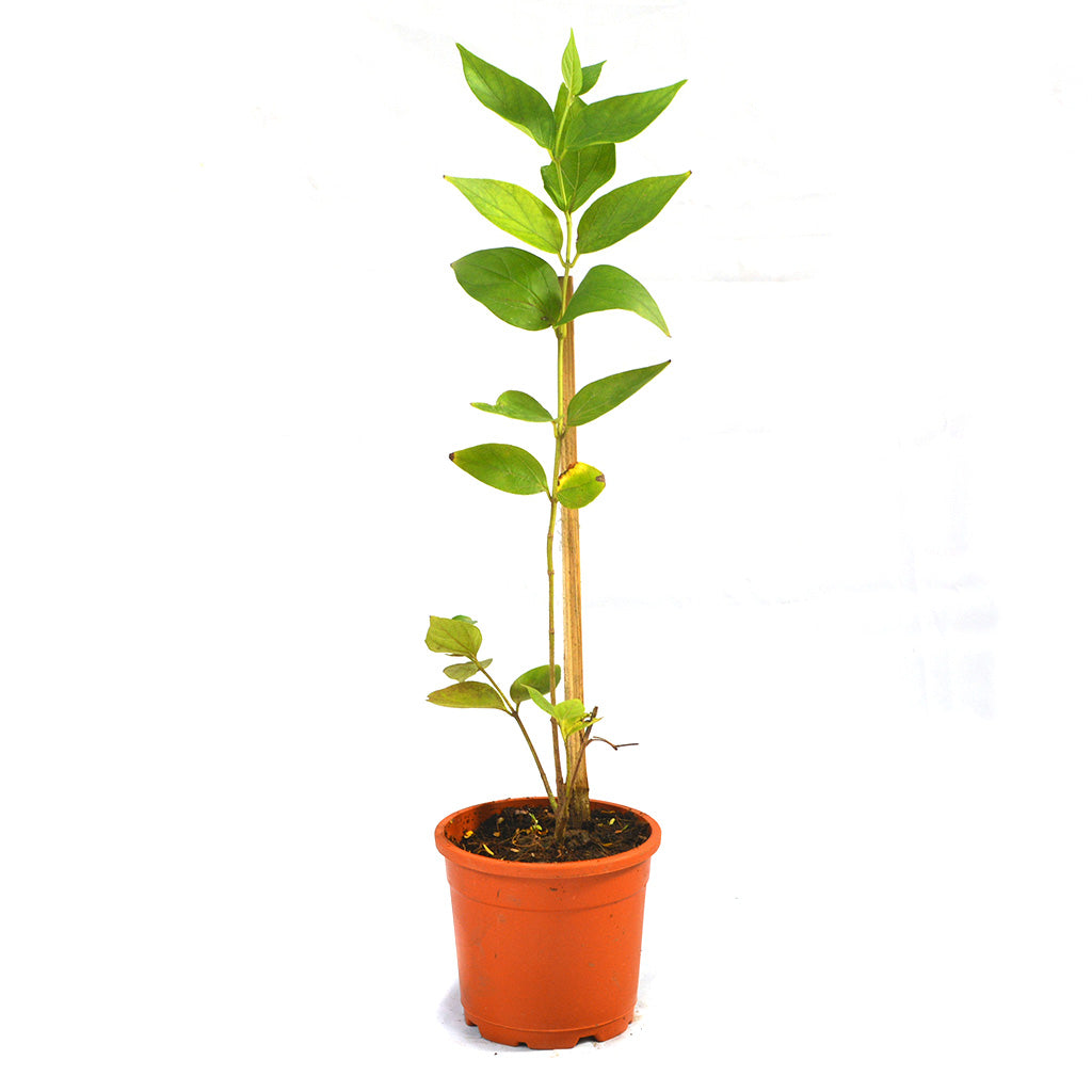  Harshringar Parijat Plant