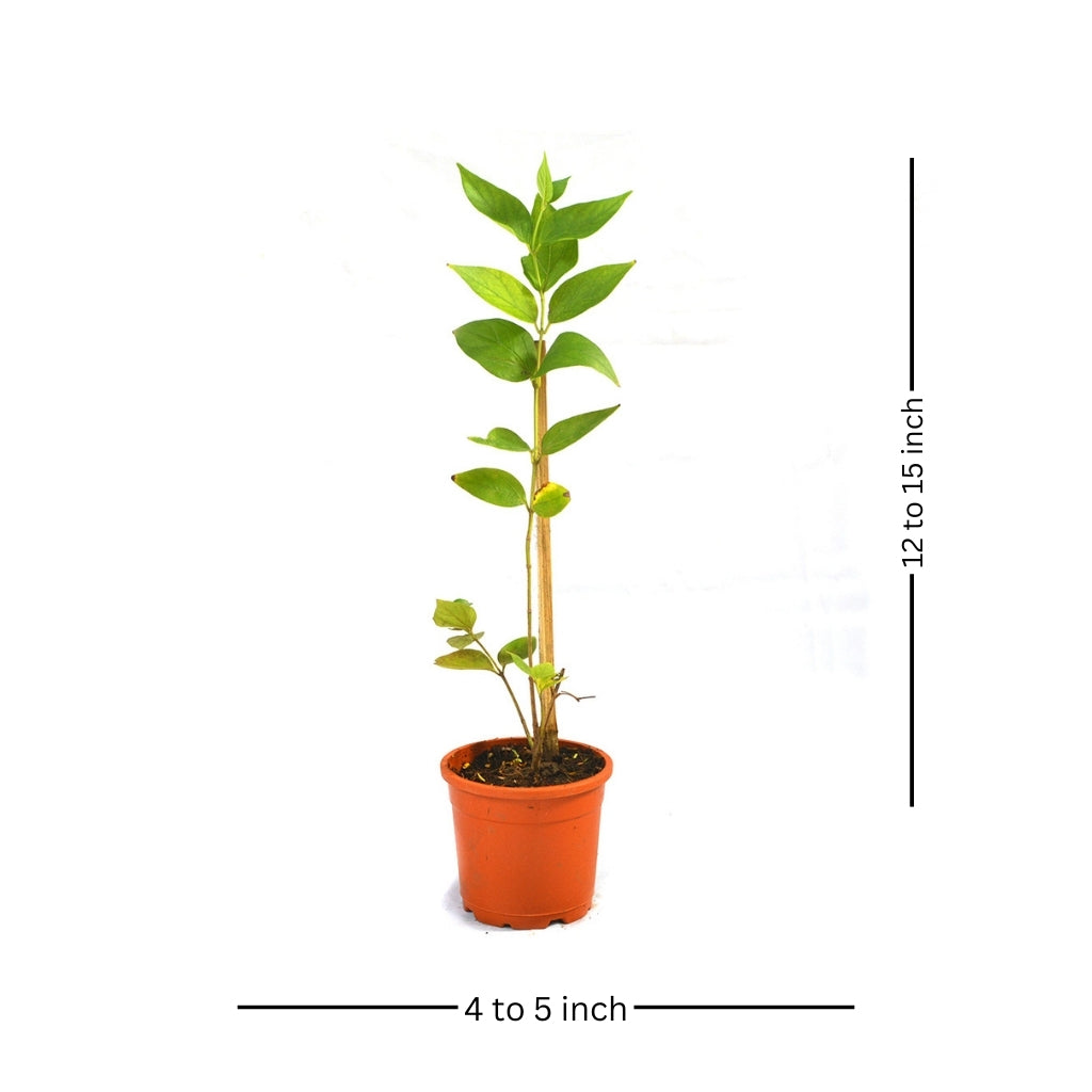  Harshringar Parijat Plant