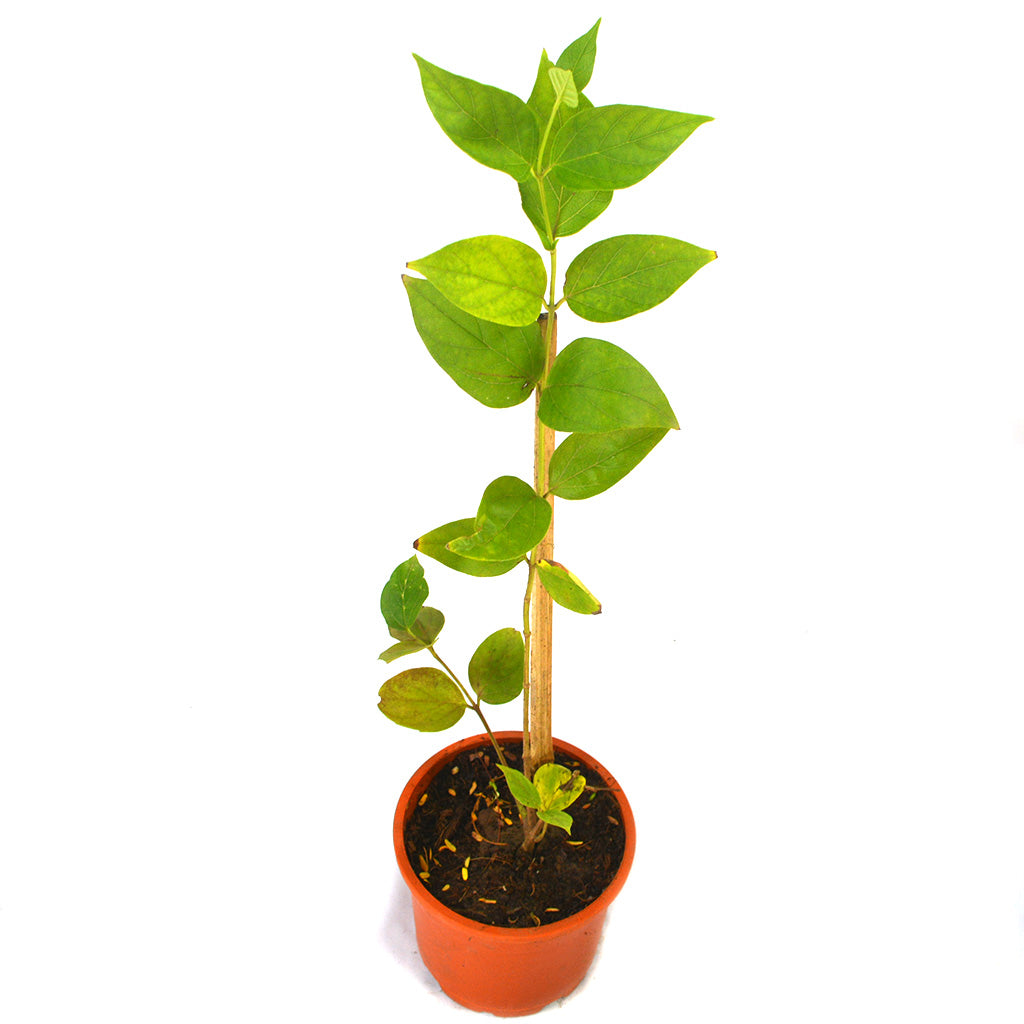  Harshringar Parijat Plant