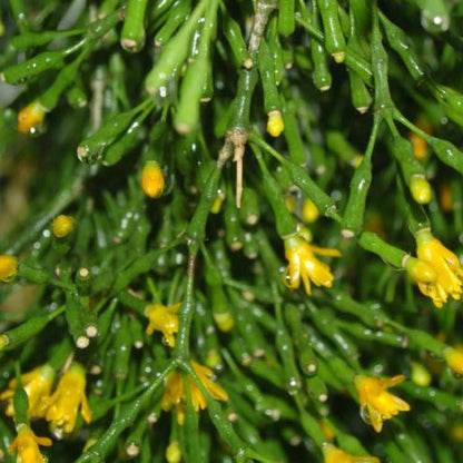  Hatiora Salicornioides Dancing Bones Succulent Plant