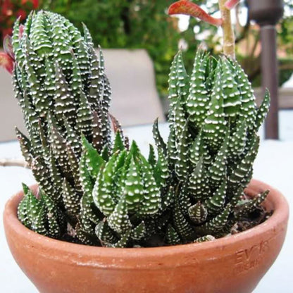  Haworthia Reinwardtii Succulent Plant