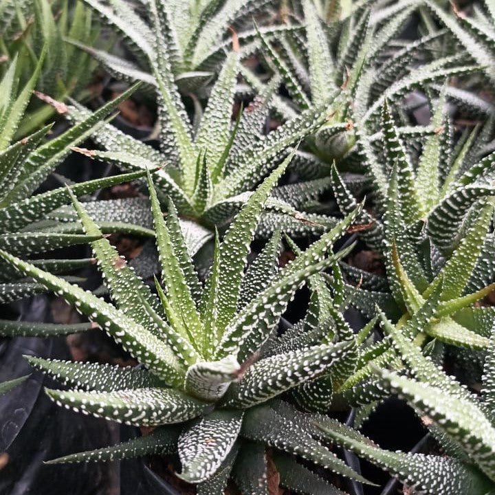  Haworthia Attenuata Var. Radula Succulent Plant