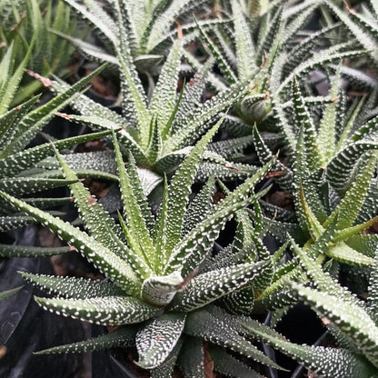  Haworthia Attenuata Var. Radula Succulent Plant