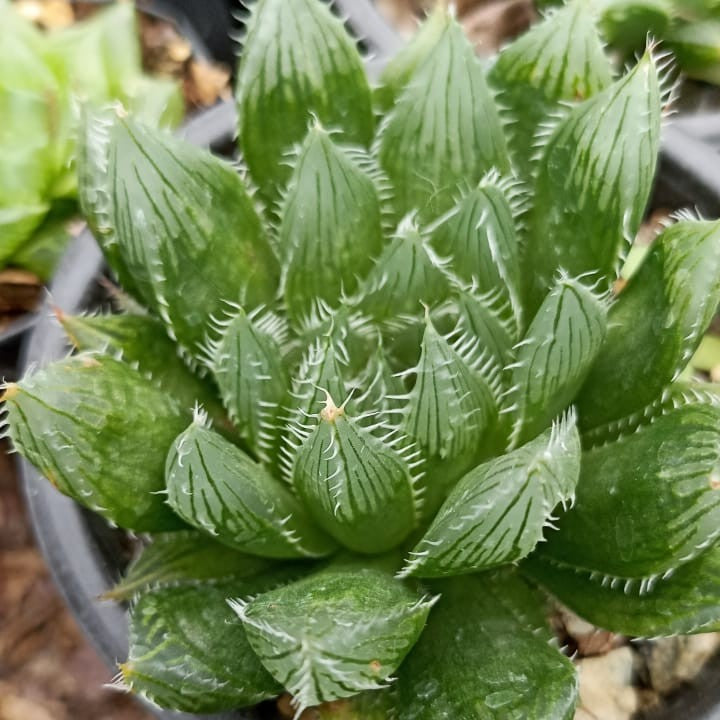  Haworthia Cooperi Succulent Plant