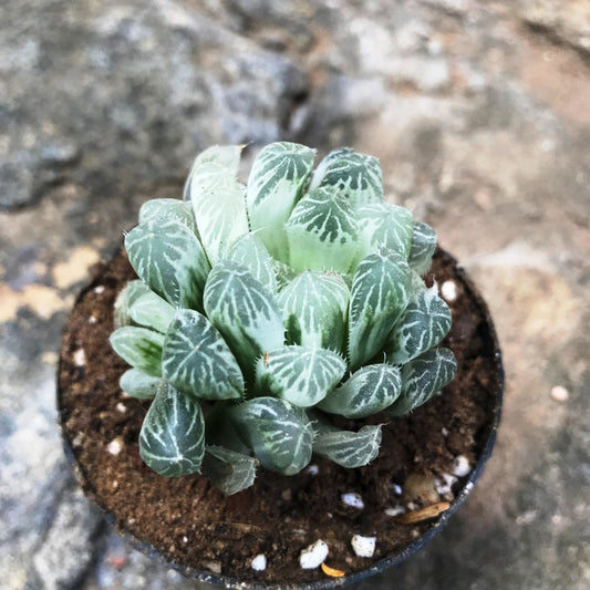  Haworthia Cooperi White Variegata Succulent Plant