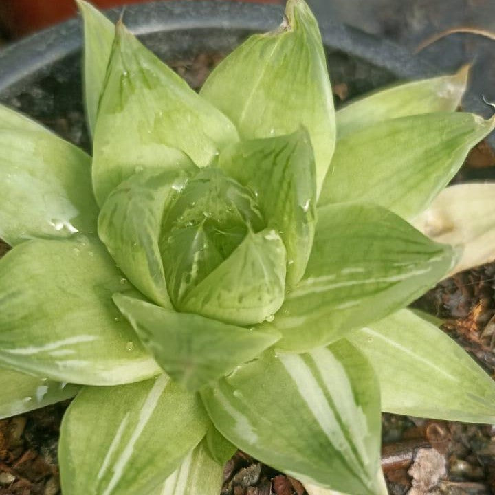  Haworthia Cuspidata Variegated Succulent Plant