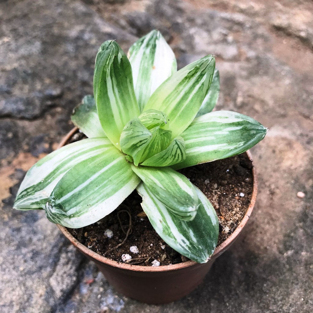  Haworthia Cymbiformis Variegata Succulent Plant