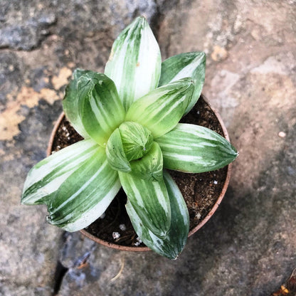  Haworthia Cymbiformis Variegata Succulent Plant