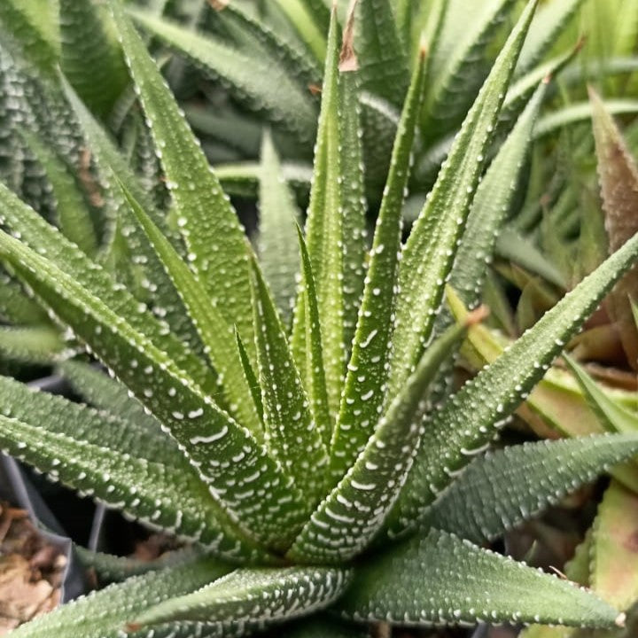  Haworthia Fasciata Succulent Plant