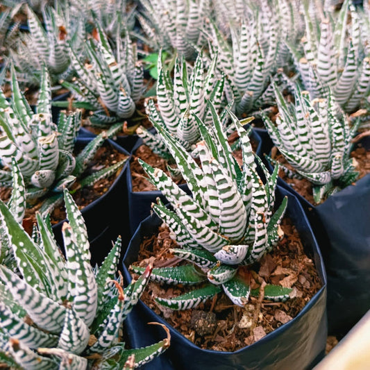  Haworthia Fasciata Alba Succulent Plant