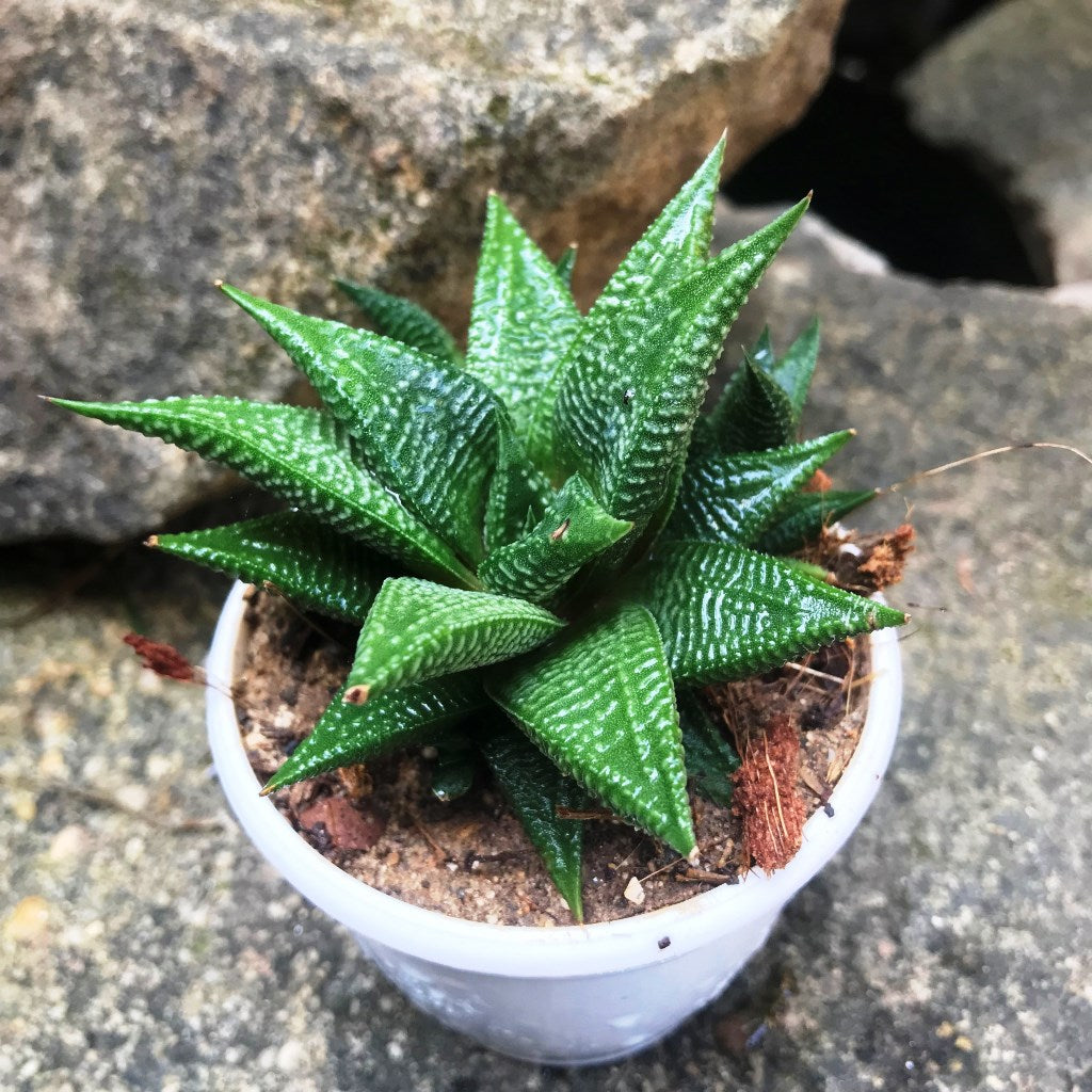  Haworthia Limifolia Jewel Succulent Plant
