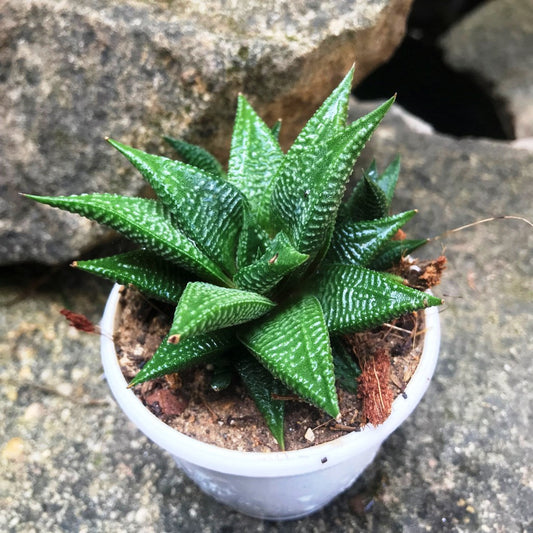  Haworthia Limifolia Jewel Succulent Plant