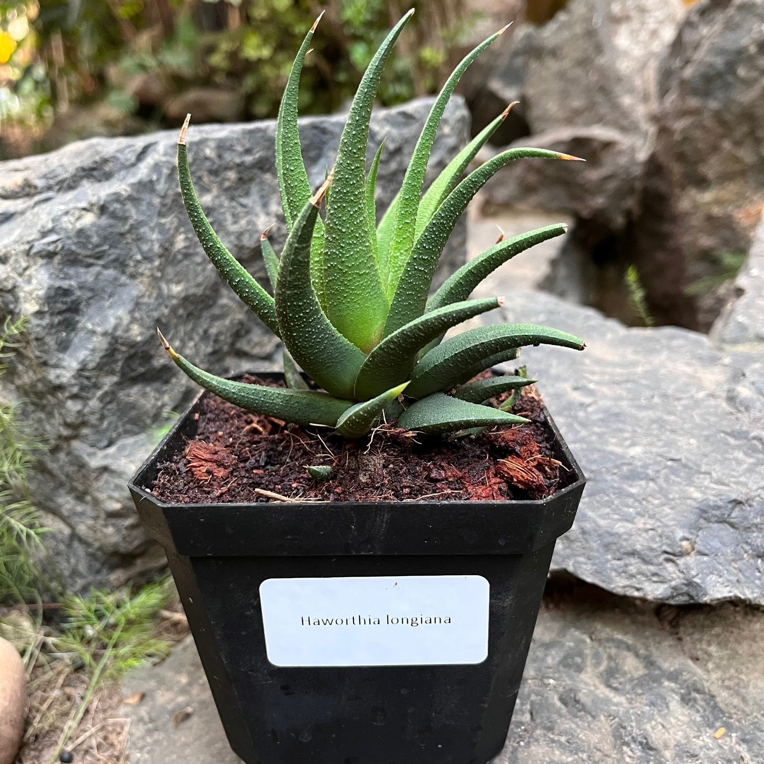  Haworthia Longiana Succulent Plant