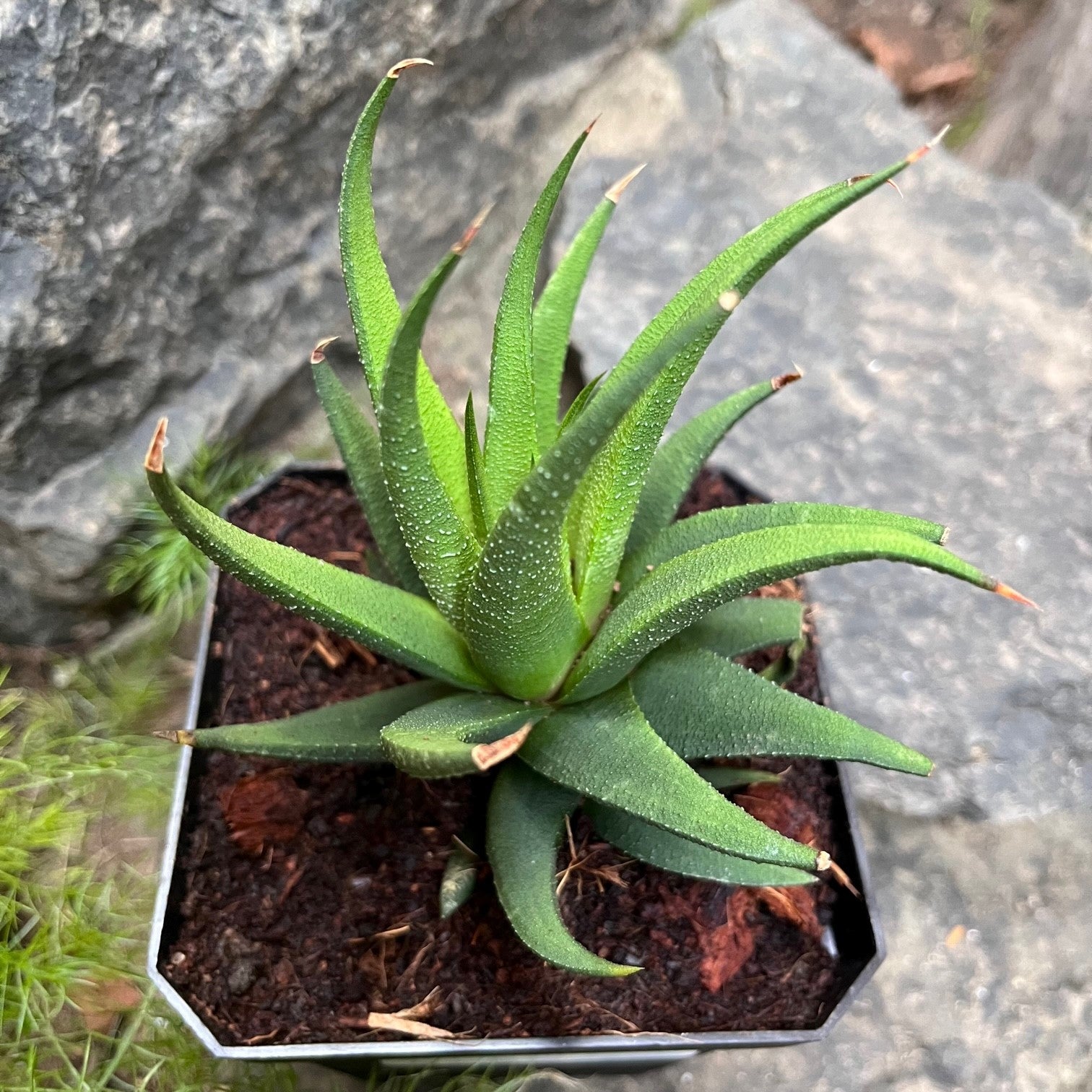  Haworthia Longiana Succulent Plant