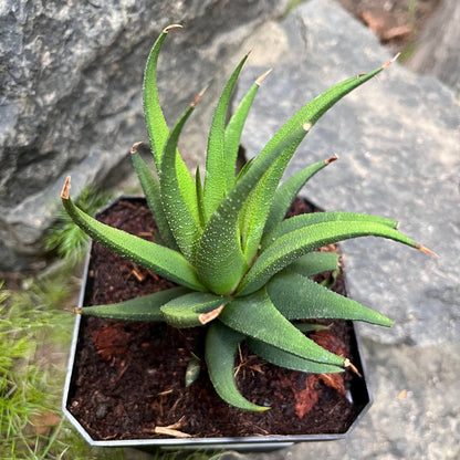  Haworthia Longiana Succulent Plant