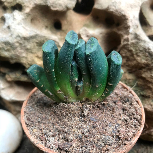  Haworthia Maughanii Succulent Plant