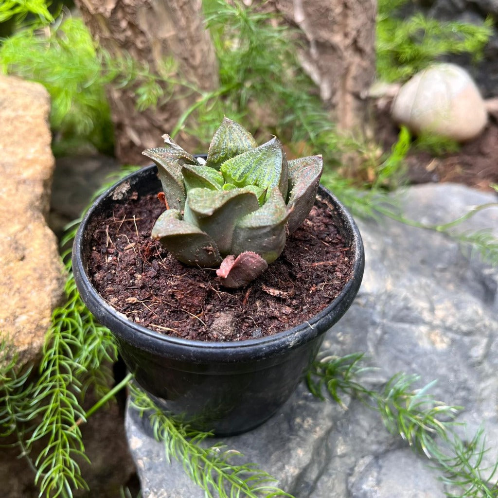  Haworthia Mirabilis Succulent Plant