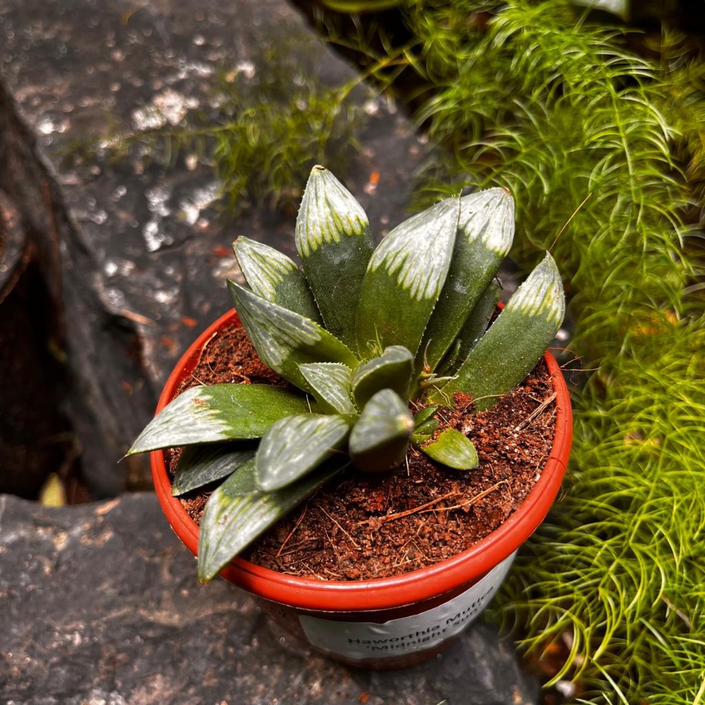  Haworthia Mutica 'Midnight Sun' Succulent Plant