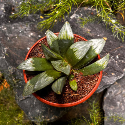  Haworthia Mutica 'Midnight Sun' Succulent Plant