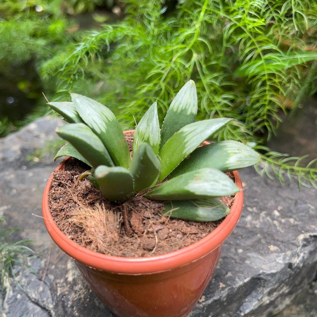  Haworthia Mutica 'Midnight Sun' Succulent Plant