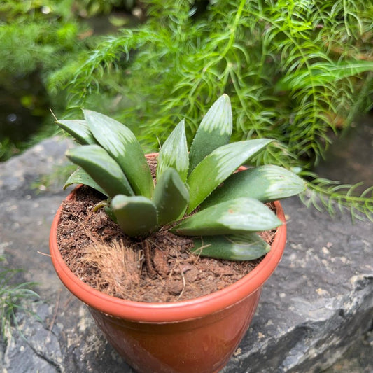  Haworthia Mutica 'Midnight Sun' Succulent Plant