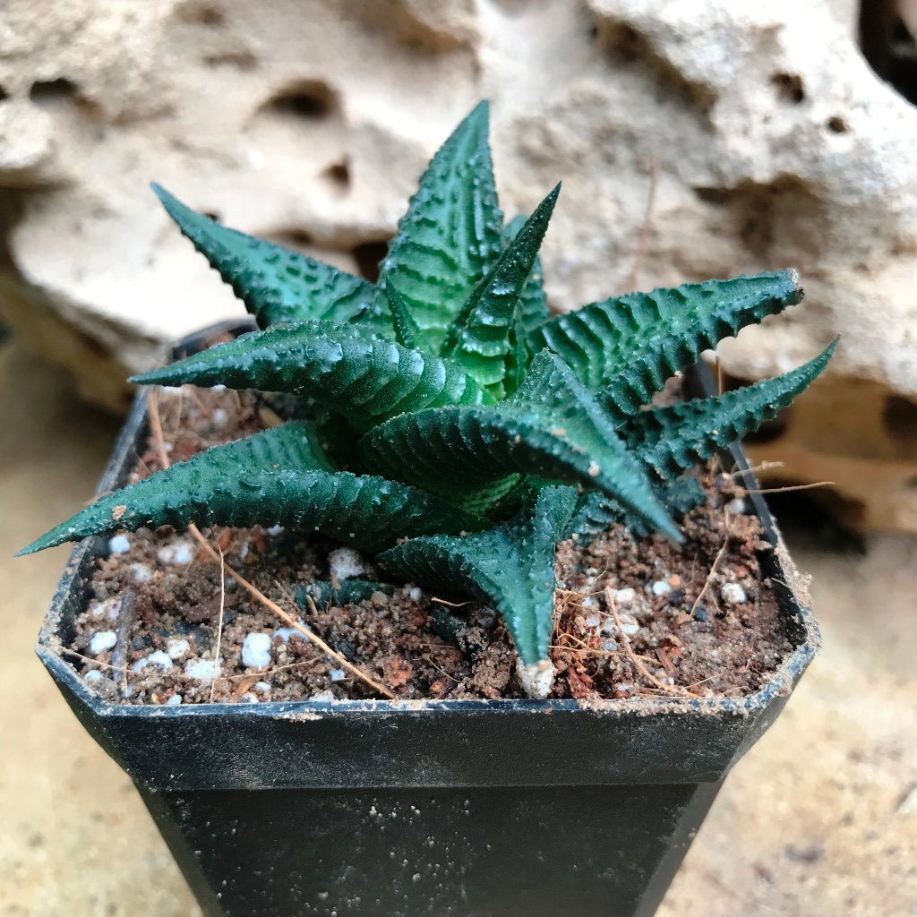  Haworthia Nigra Succulent Plant