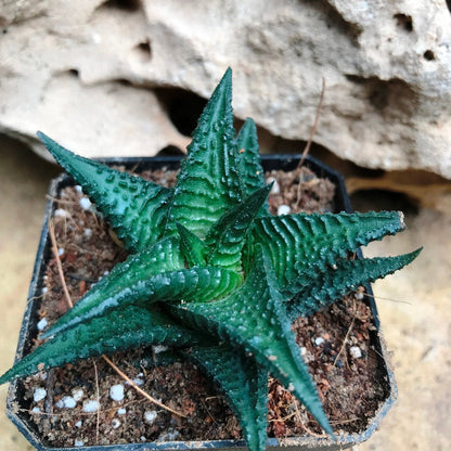  Haworthia Nigra Succulent Plant