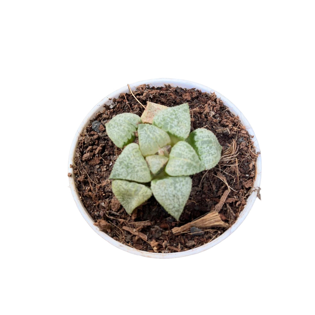  Haworthia Picta Mount Everest Succulent Plant