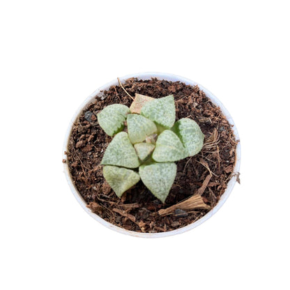  Haworthia Picta Mount Everest Succulent Plant