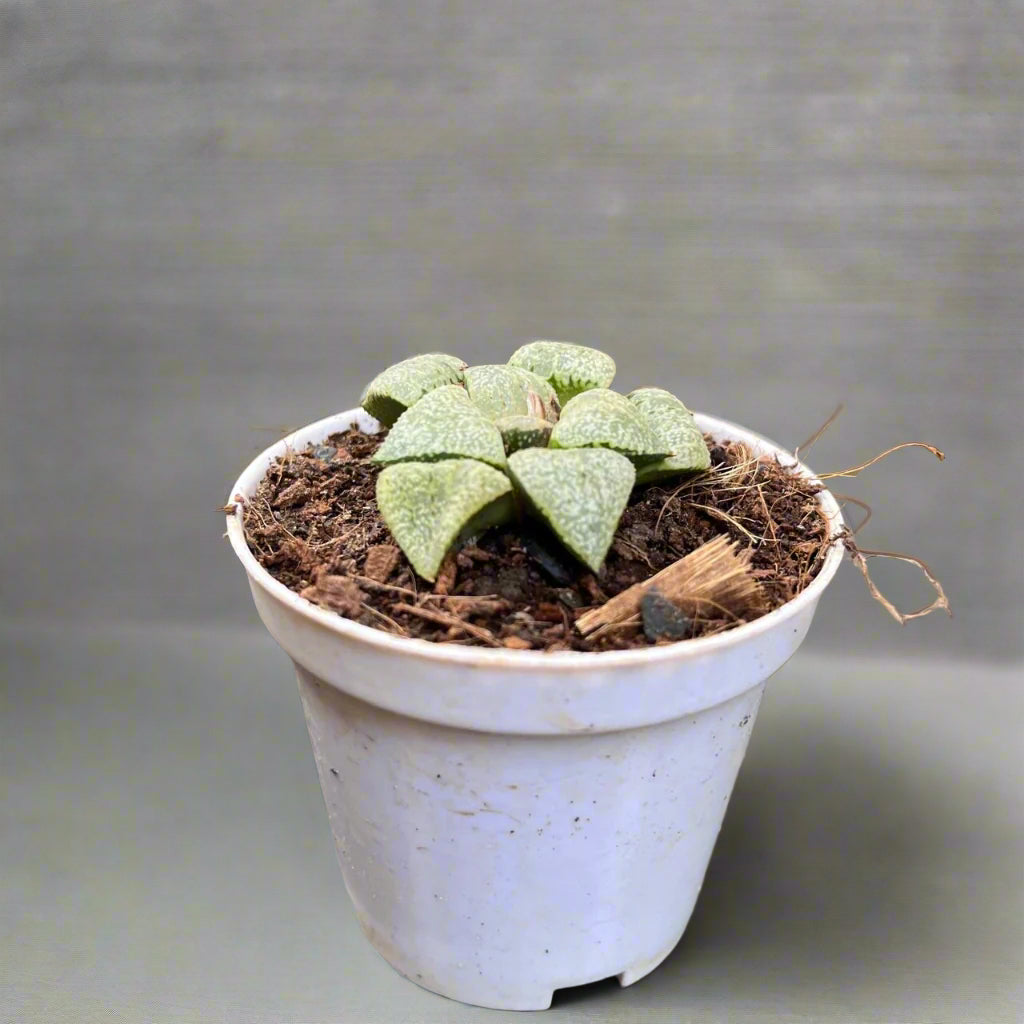  Haworthia Picta Mount Everest Succulent Plant