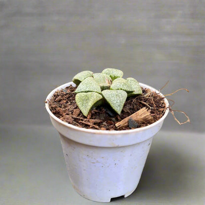  Haworthia Picta Mount Everest Succulent Plant