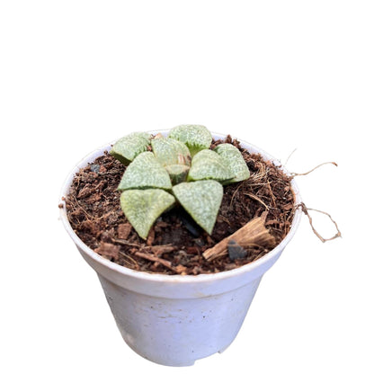  Haworthia Picta Mount Everest Succulent Plant