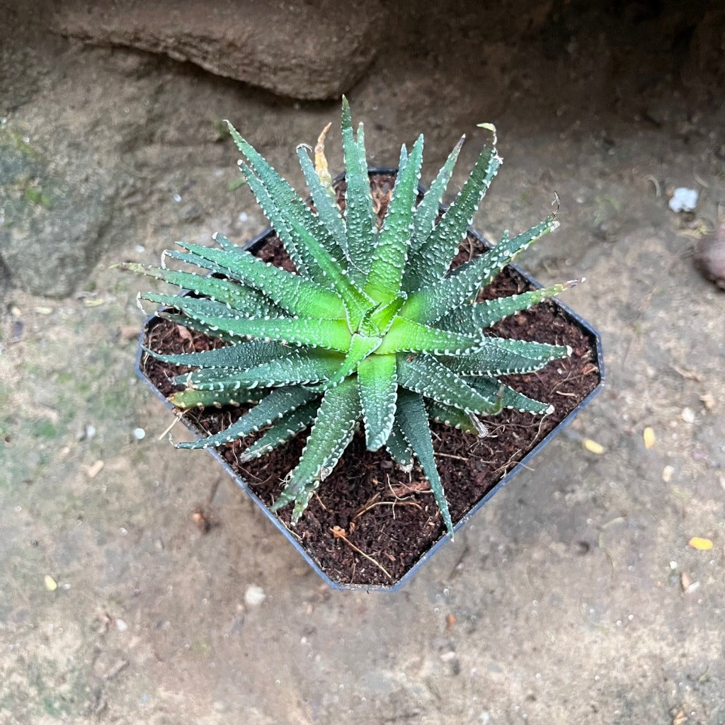  Haworthia Pumila Succulent Plant
