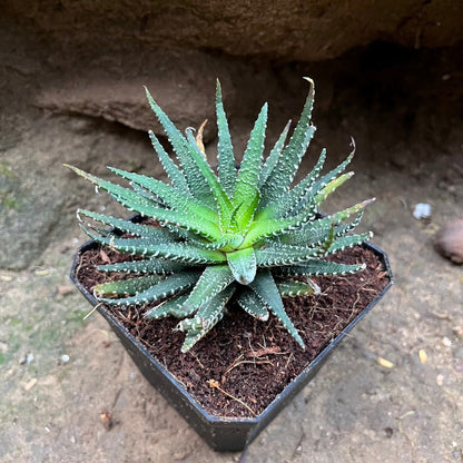  Haworthia Pumila Succulent Plant