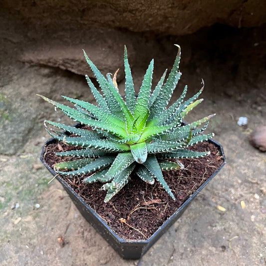  Haworthia Pumila Succulent Plant