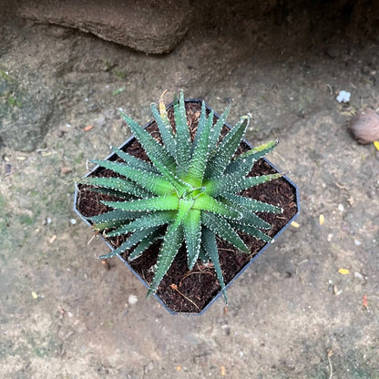  Haworthia Pumila Succulent Plant
