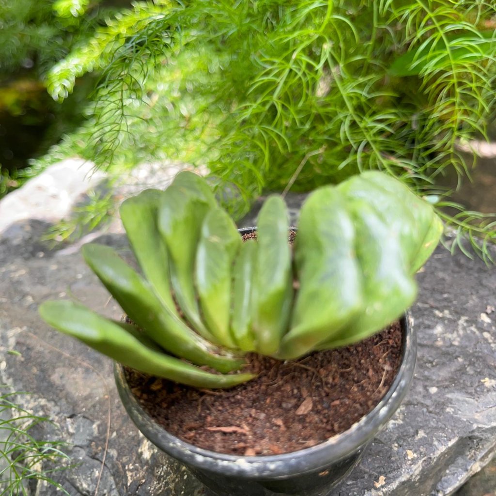  Haworthia Truncata 'Lime Green' Succulent Plant