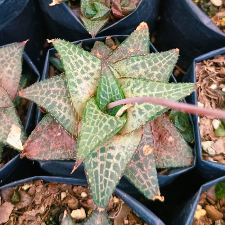  Haworthia Venosa Ssp. Tessllata Succulent Plant